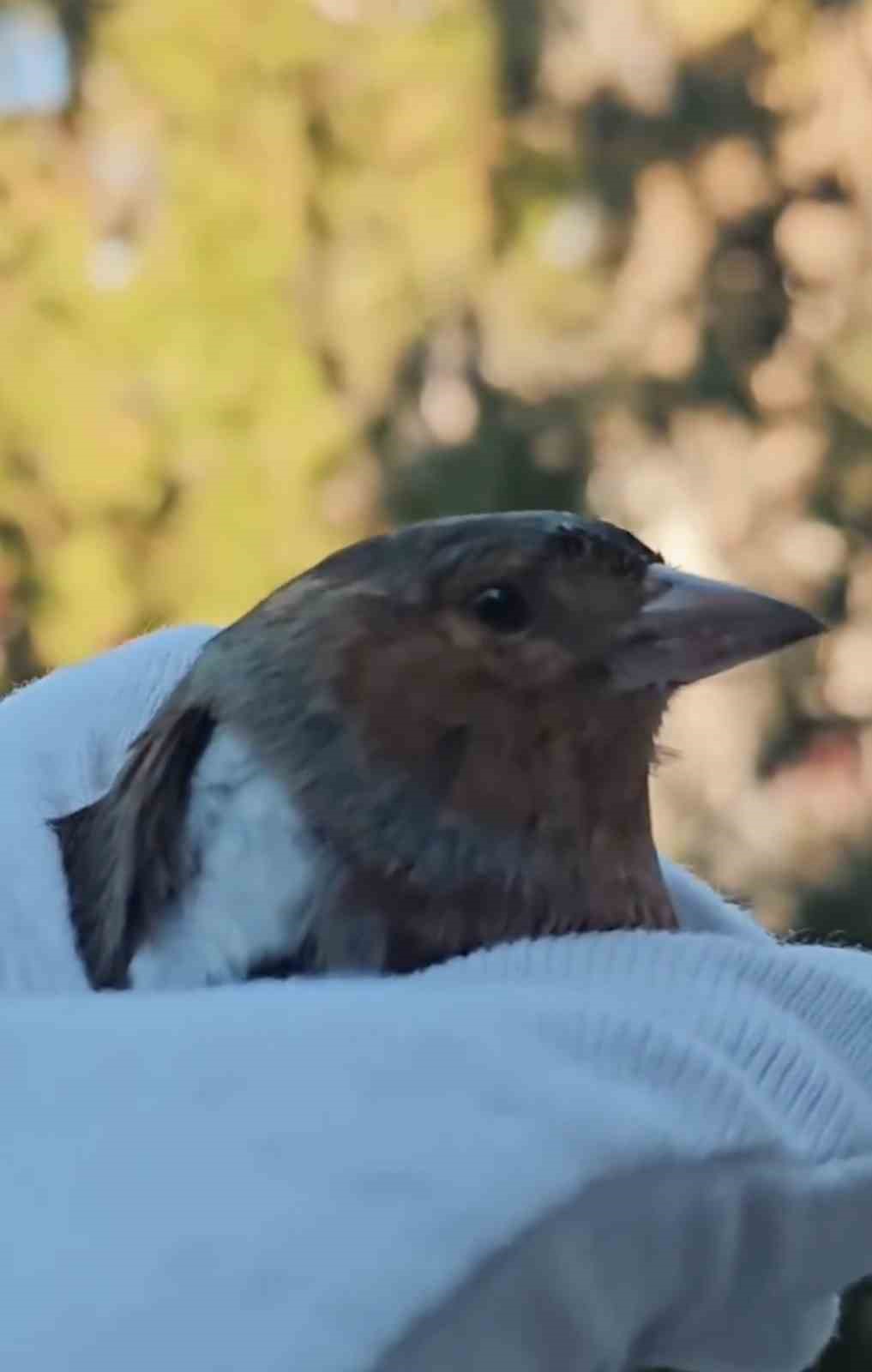 Çanakkale’de ispinoz tedavi sonrası doğaya salındı