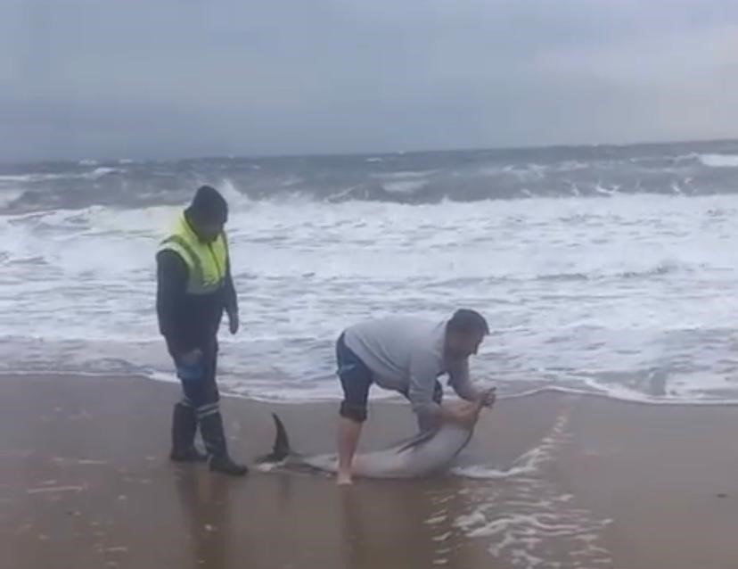 Ayvalık’ta karaya vuran yunusu vatandaşlar kurtardı