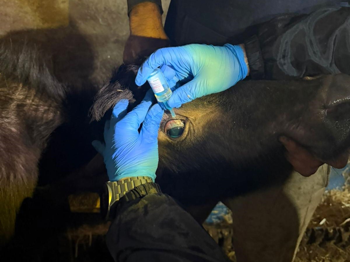 Vize’de büyükbaş hayvanların aşılanması çalışmaları devam ediyor