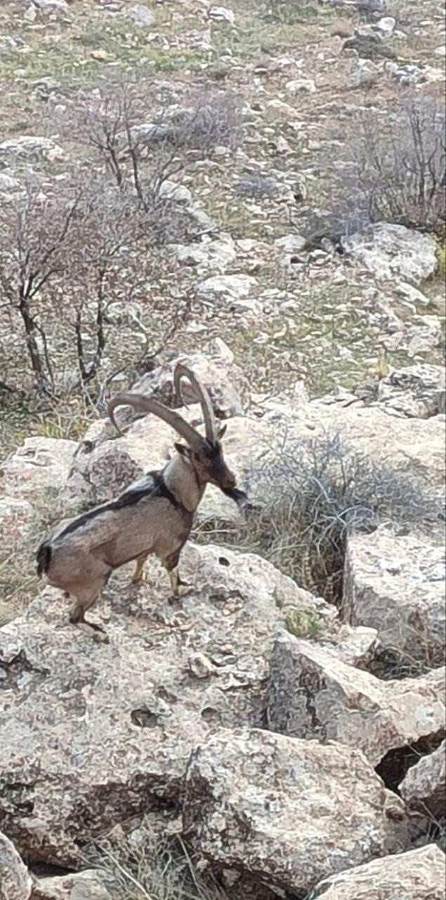 Gercüş kırsalında dağ keçisi görüntülendi