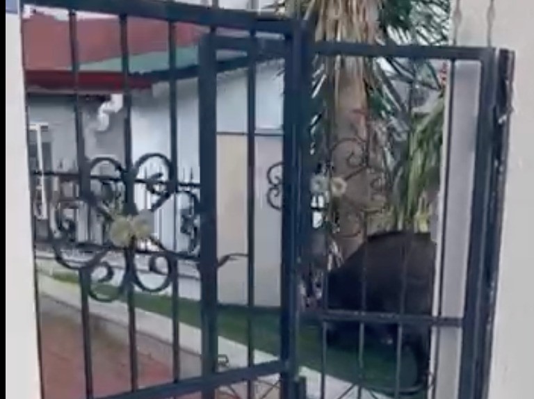 Marmaris Belediyesi’ne domuz davası