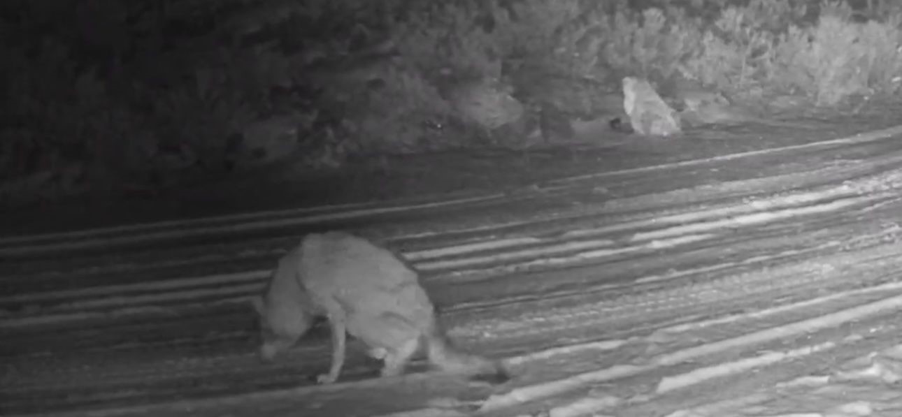 Çankırı’da yaralı kurt ve vaşak fotokapanda