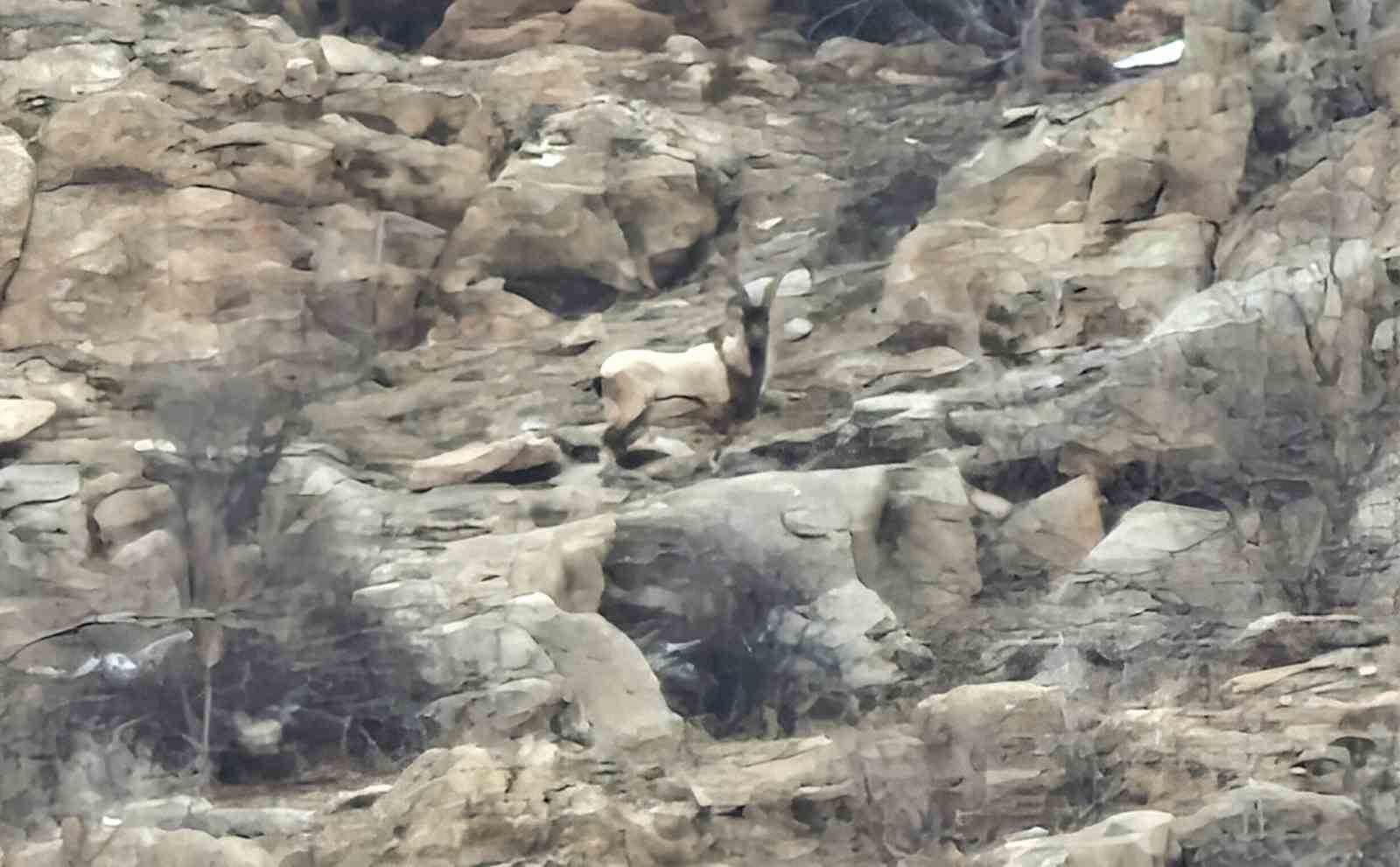 Hizan’da dağ keçileri sürü halinde görüntülendi