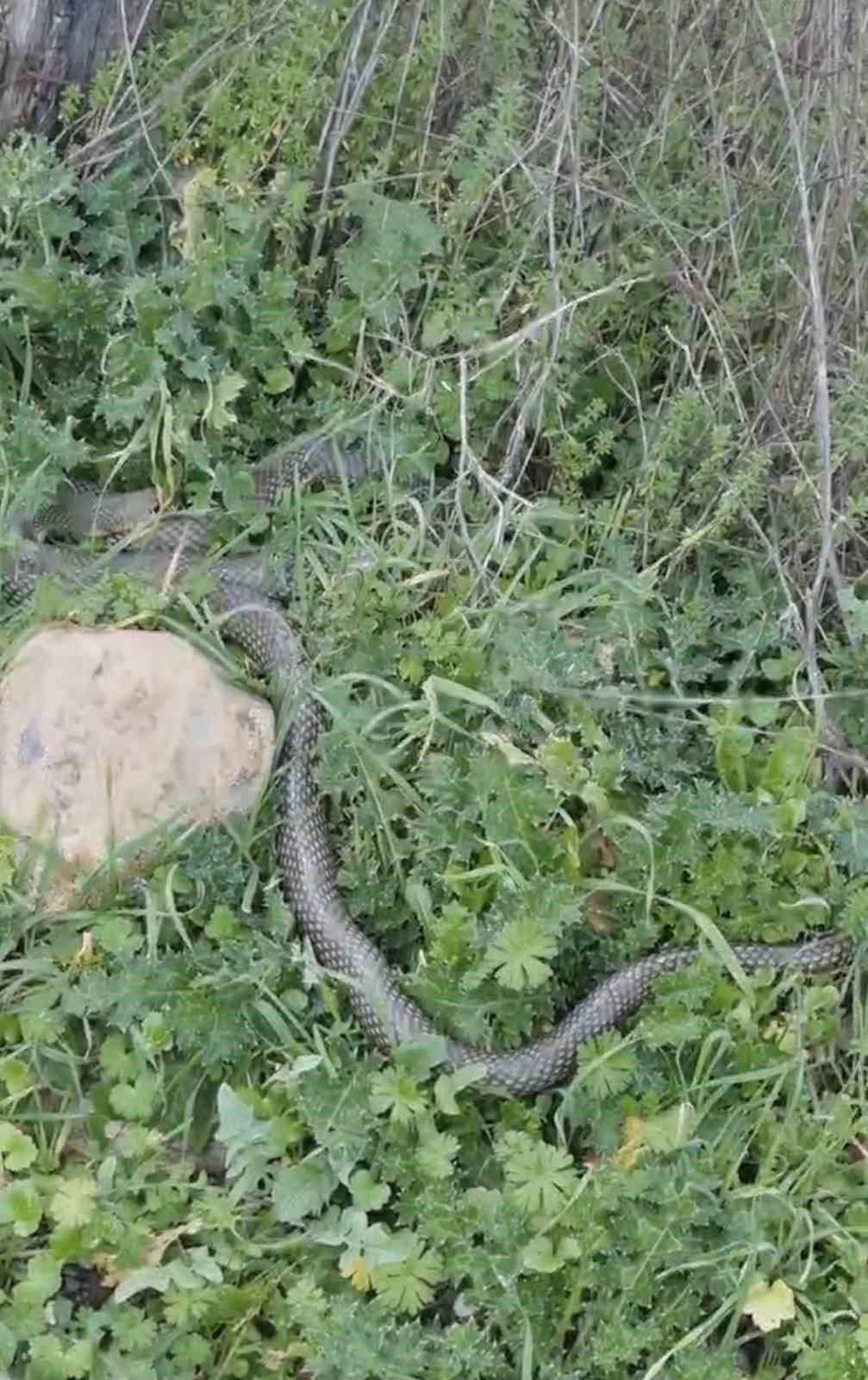 Çan’da 2 metrelik yılan kamerada
