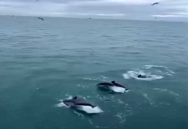 Sinop’ta yunusların balıkçı teknesiyle dansı kamerada