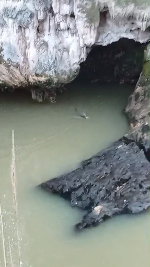 Su samuru balık avlarken görüntülendi