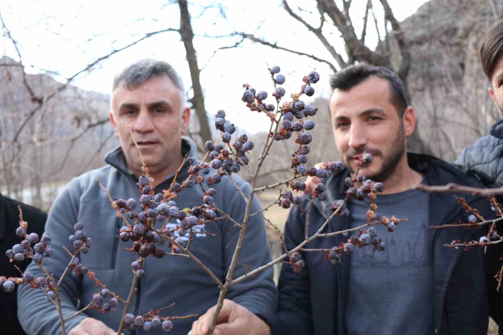 Kara hurmayı Şubat ayında dalından yiyorlar