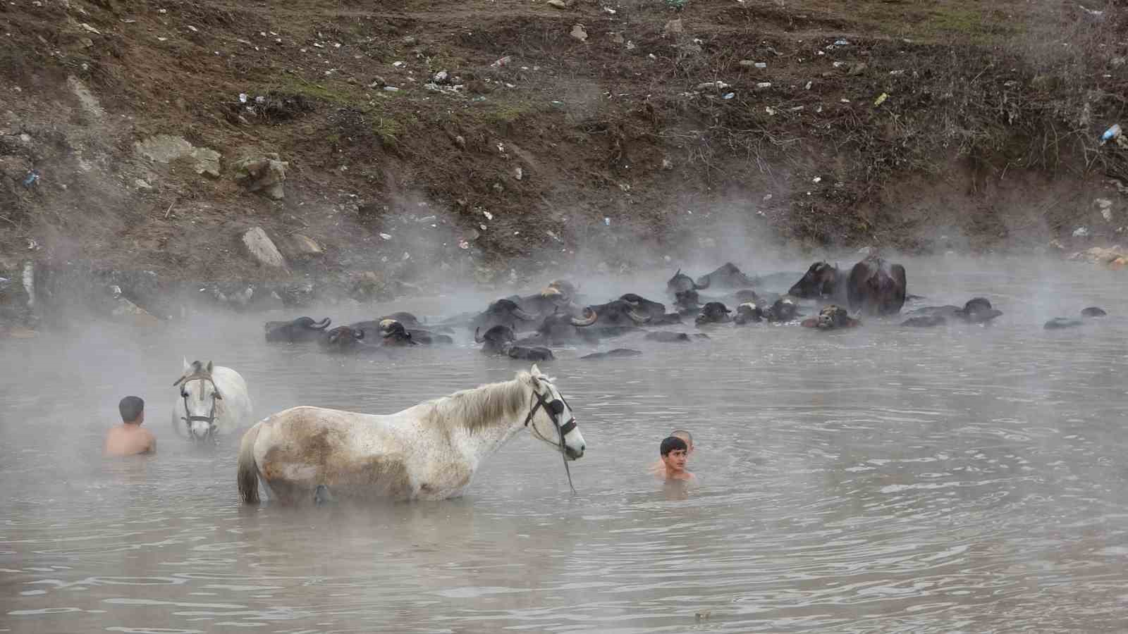 Manda ve atların kışın ortasında kaplıca keyfi