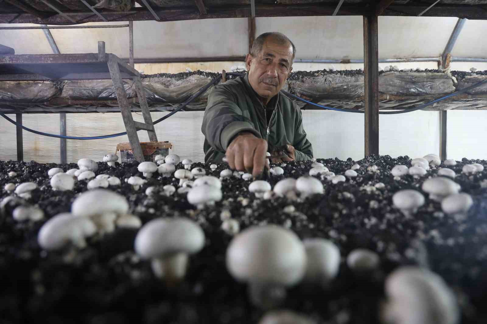 Mantar üreticiliğine ilk adımı ahırda attı, varını yoğunu satıp kurduğu 3 çadırda mantar üretiyor