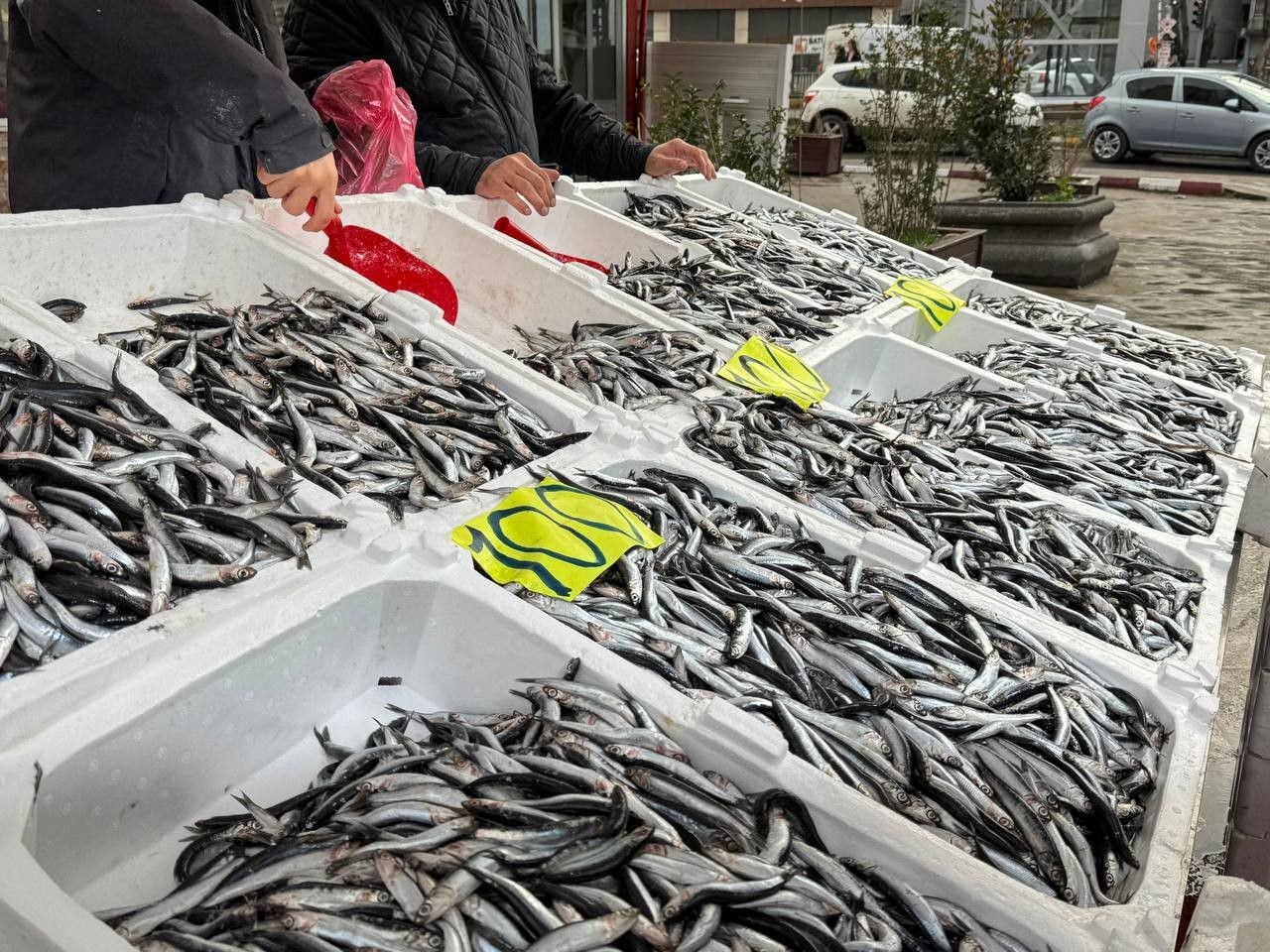 Zonguldak’ta Sevgililer Günü’ne özel hamsi kampanyası: Kilosunu 100 liradan sattılar