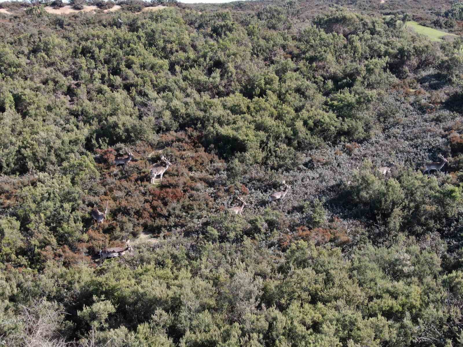 Sosyal medyada paylaşıldı, Tuzla’daki geyikler ilgi odağı oldu