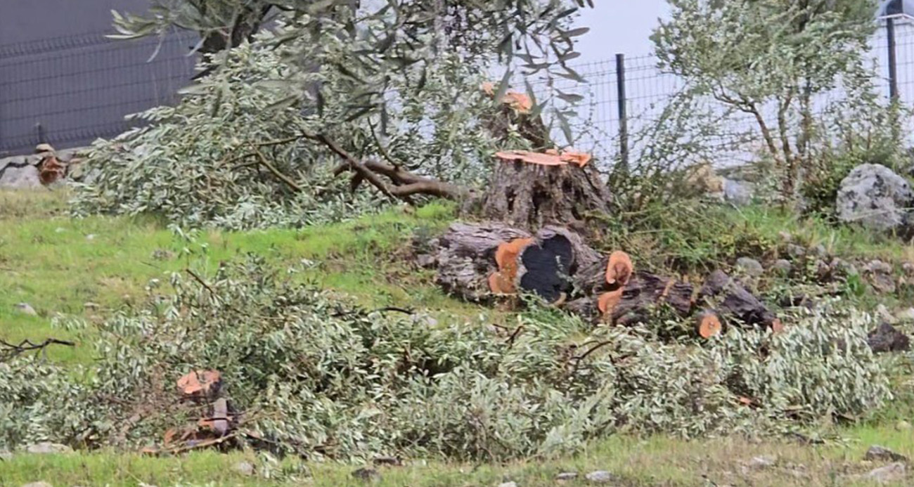 Zeytin ağaçlarını kesen ve görevinden istifa eden CHP’li başkana 36 bin 762 lira para cezası