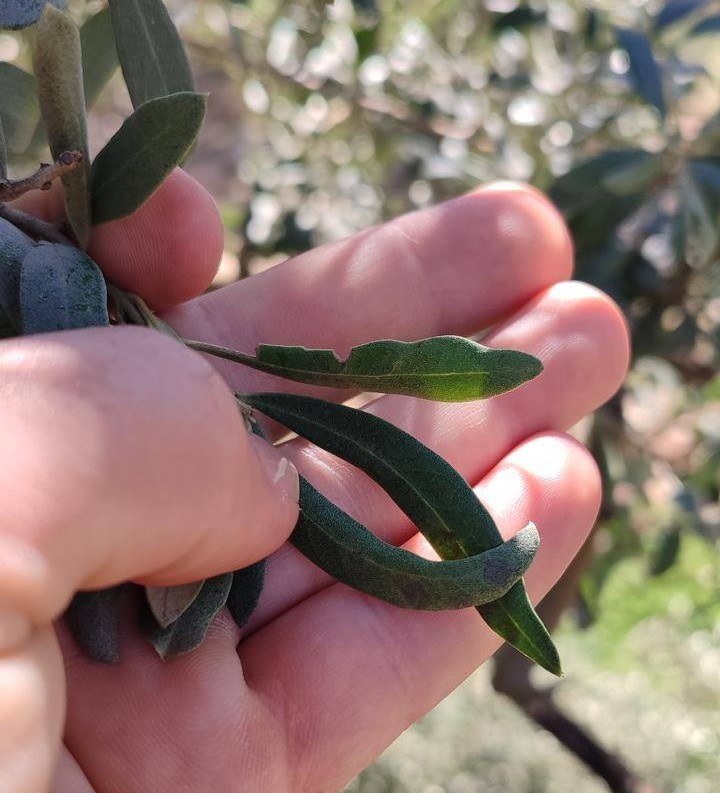 Salihli’de zeytin üreticilerine halkalı leke uyarısı
