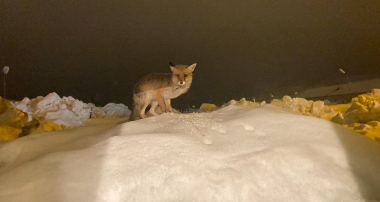 Aç kalan tilkiye şefkat eli: 