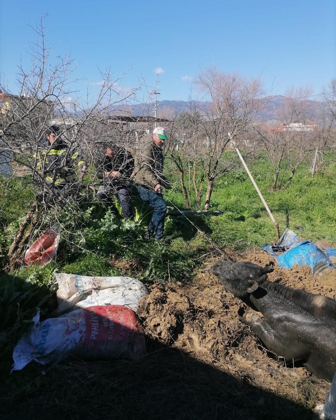 Denizli’de foseptik çukuruna düşen inek itfaiye ekiplerince kurtarıldı