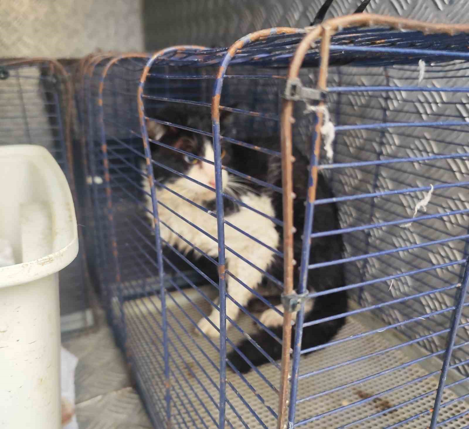 Derede mahsur kalan kedi kurtarıldı