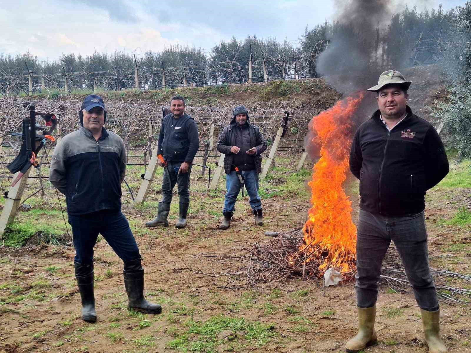 Üzüm bağlarında zorlu budak mesaisi
