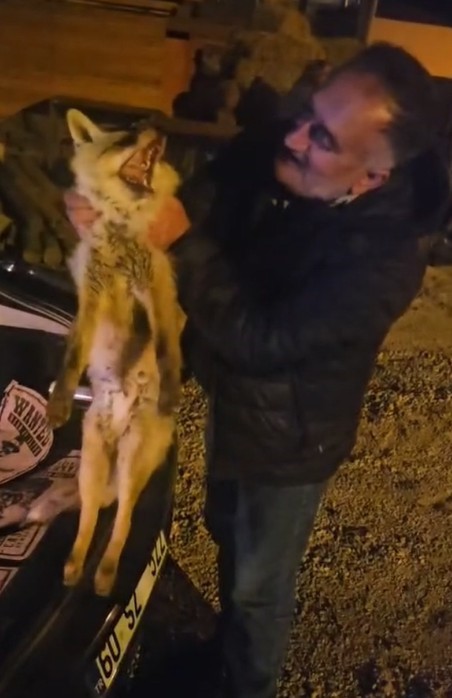 Yaralı tilki için seferber oldu