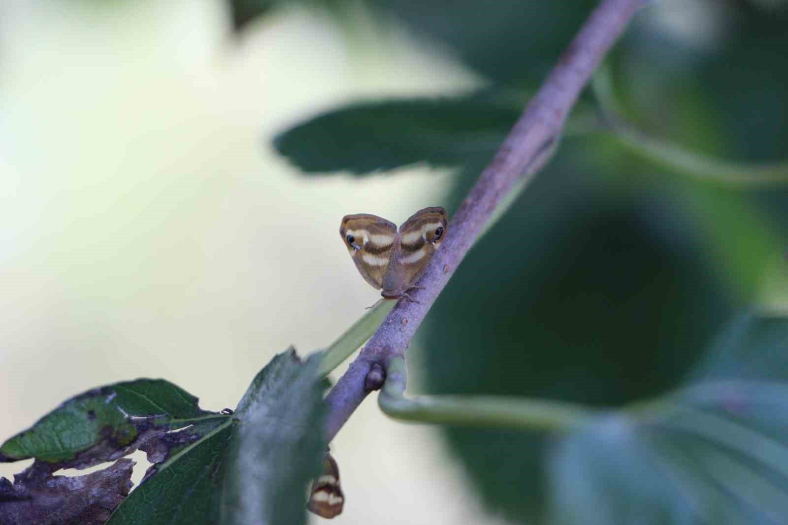 Doğu Karadeniz’de üç istilacı tür tarımı tehdit ediyor