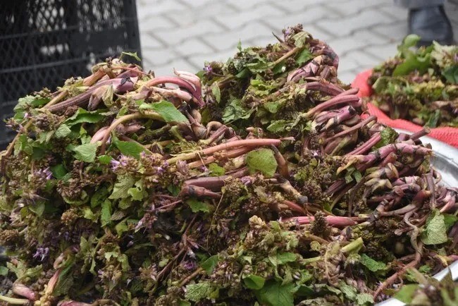 Sinop’ta şifa kaynağı zılbıt pazara indi