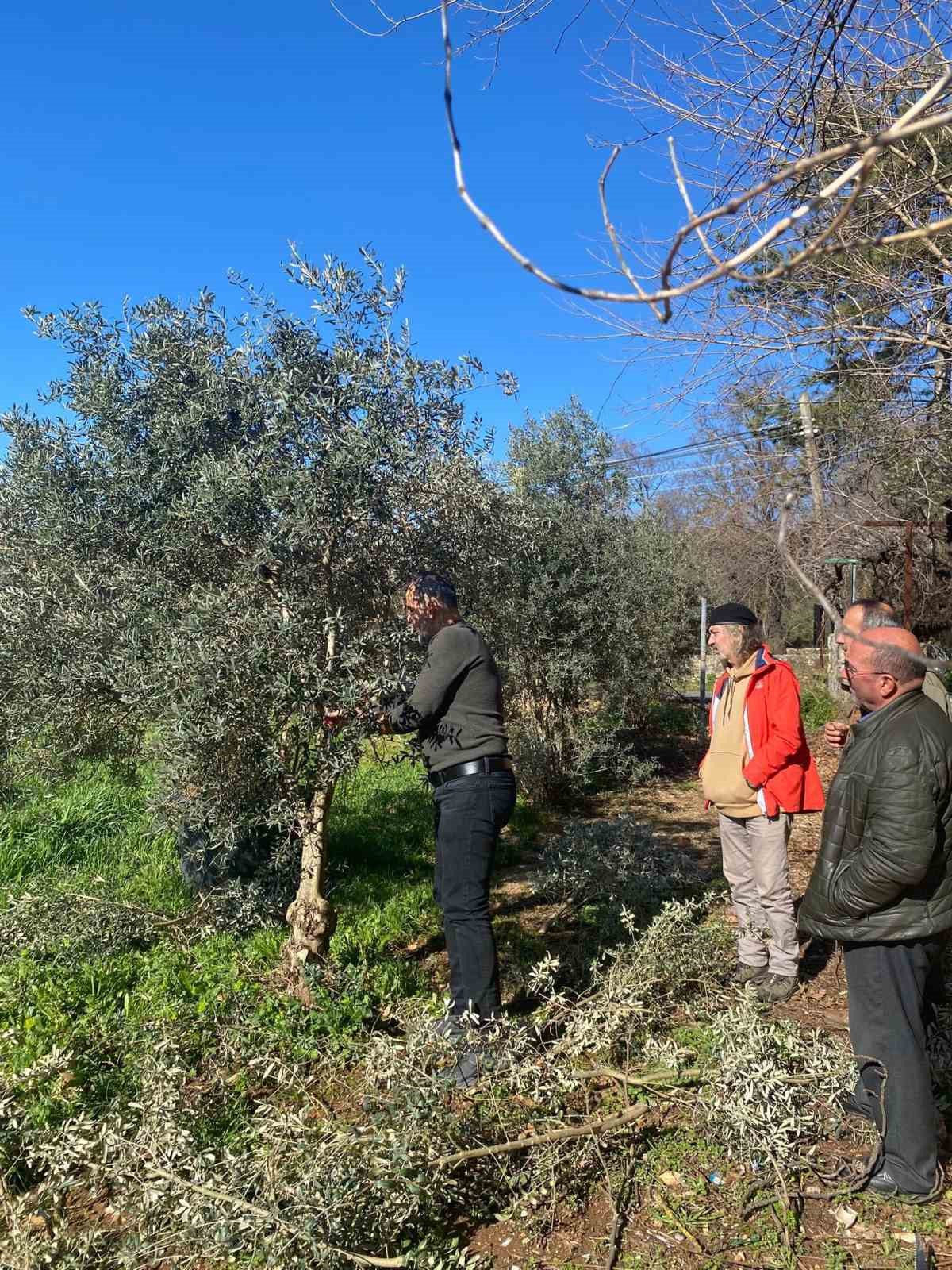 Menteşe’de zeytin ağaçları mercek altında