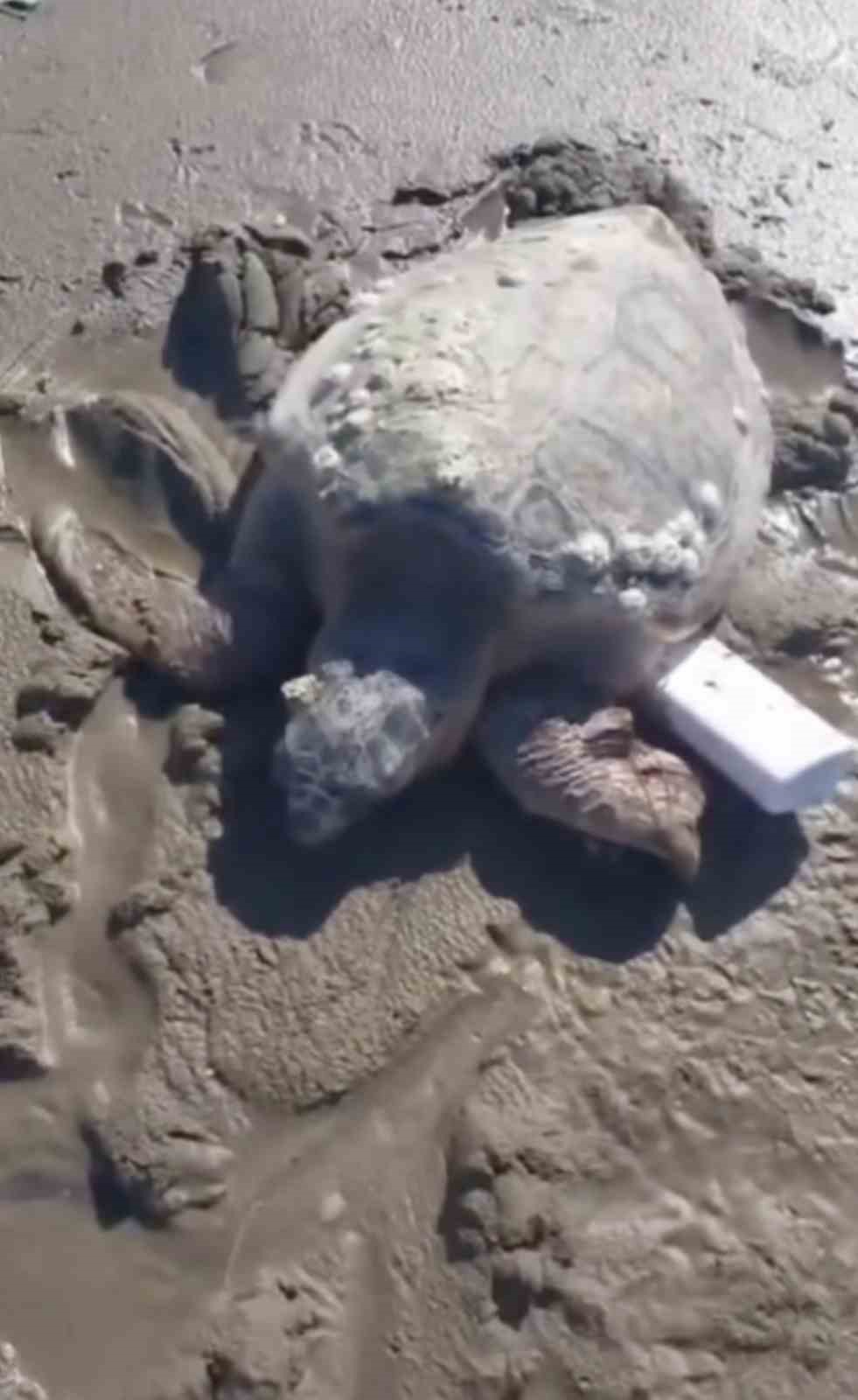 Gökçeada’da kıyıya vuran caretta caretta vatandaşların yardımıyla denizle buluştu