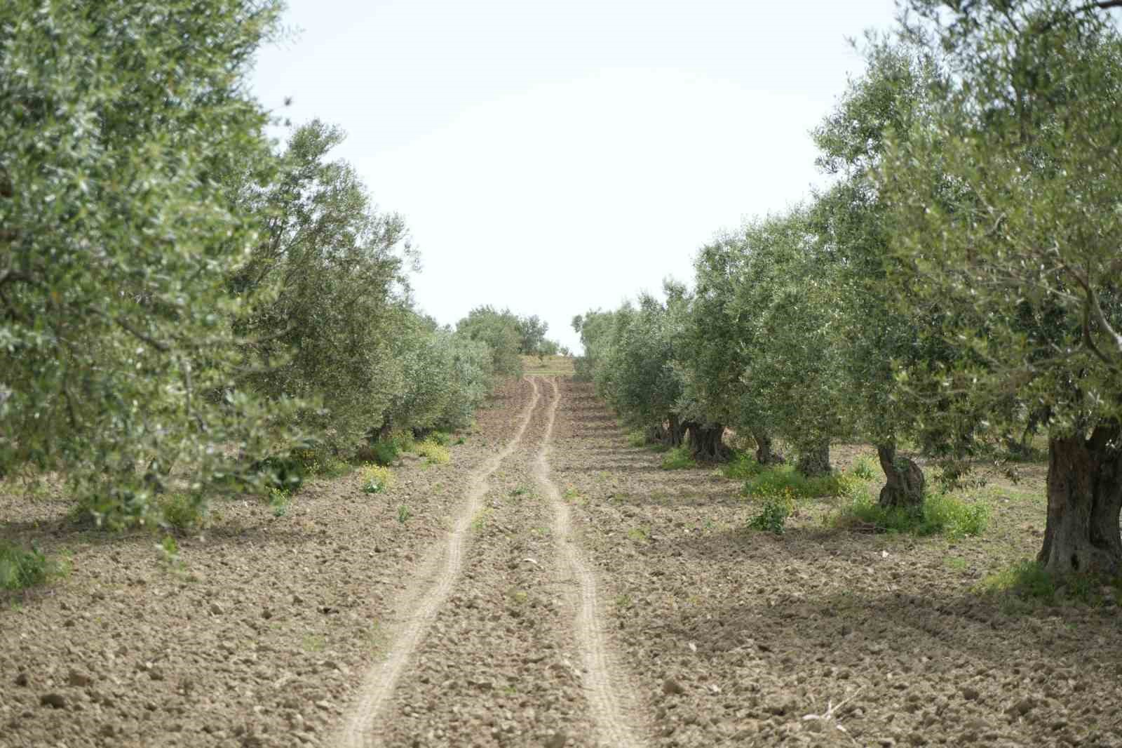 Saruhanlı’da halkalı leke alarmı