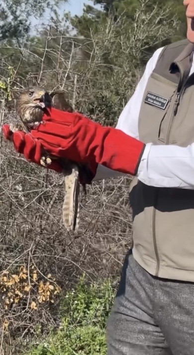 Osmaniye’de tedavileri tamamlanan şahinler, doğaya kanat çırptı