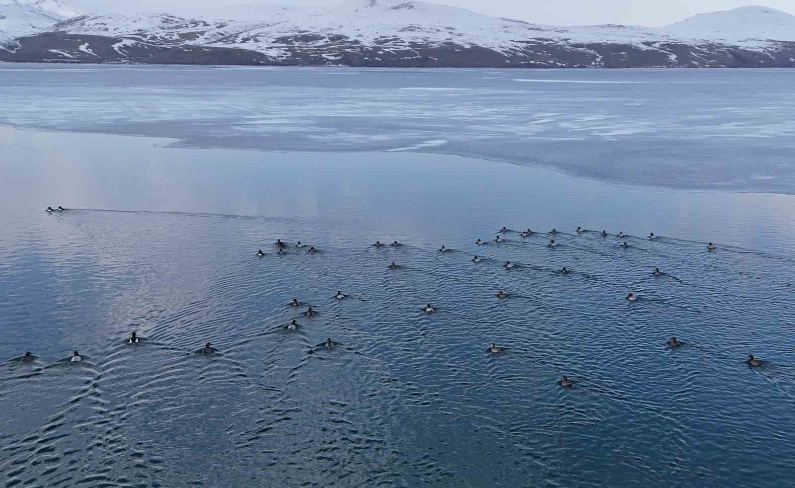 Nazik Gölü’nde buzlar çözüldü, ördeklerin dansı hayran bıraktı