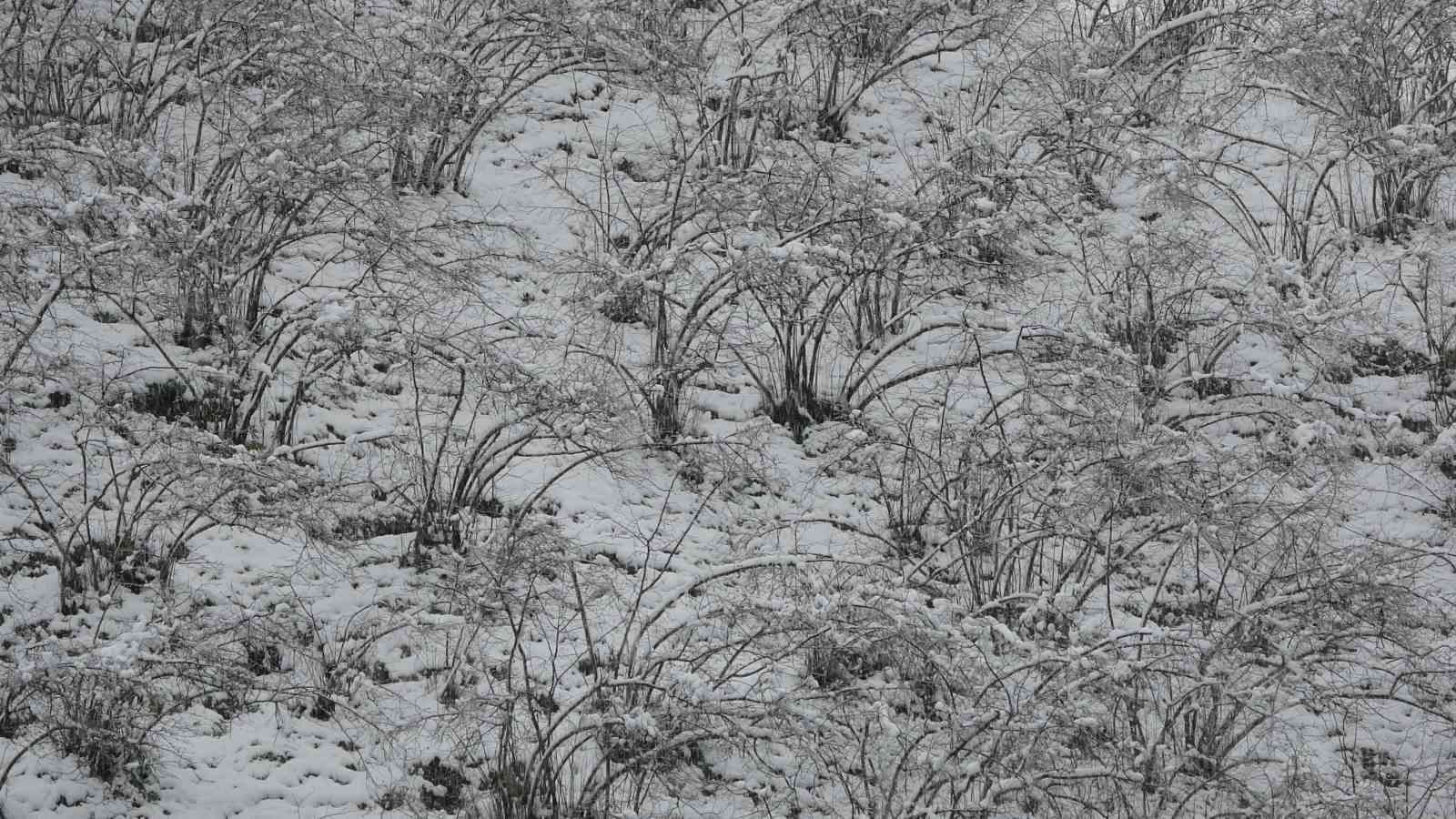 Fındıkta zirai don tehlikesi devam ediyor