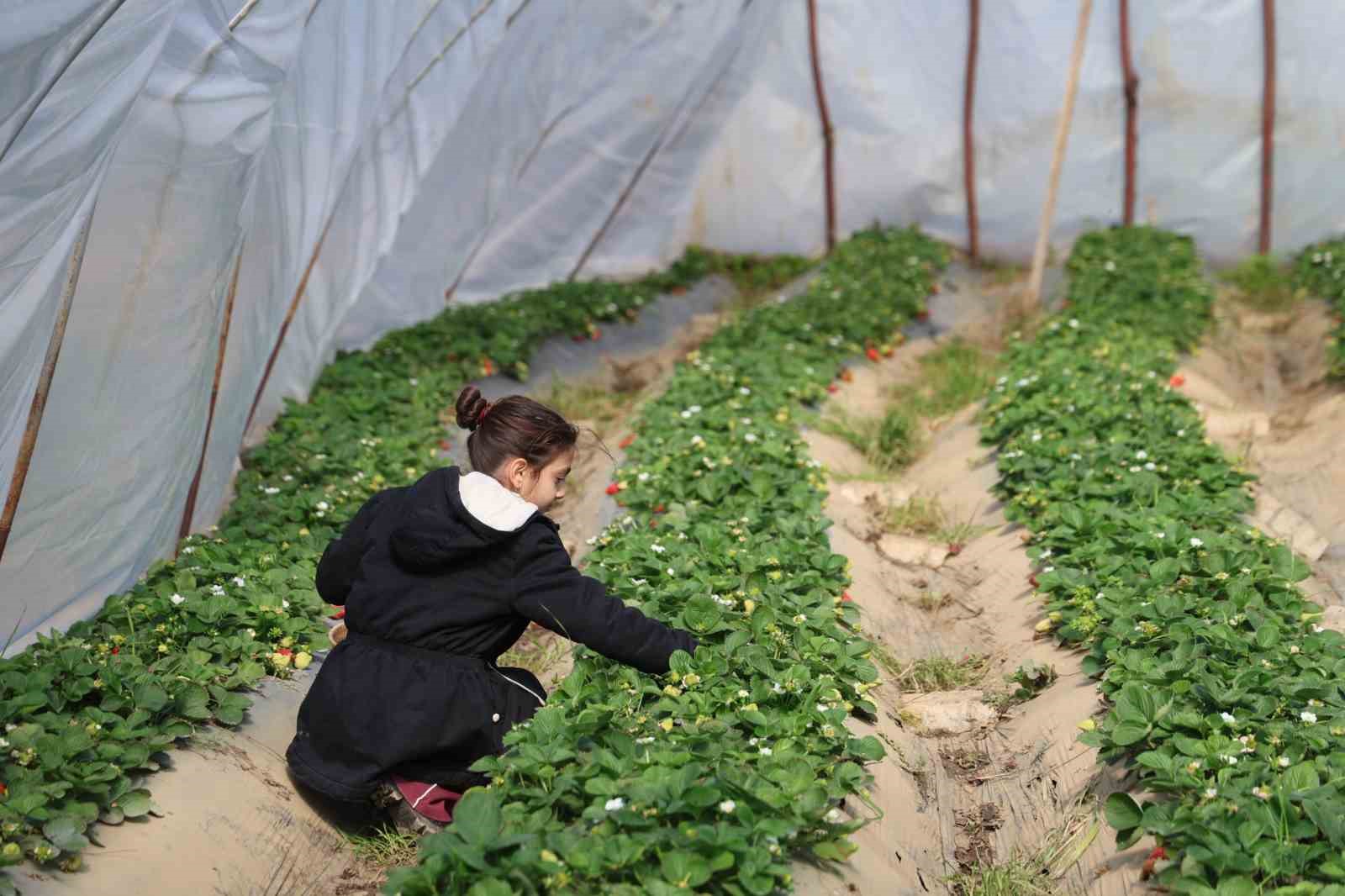 Narenciyeden umduğunu bulamayan üretici çileğe yöneldi