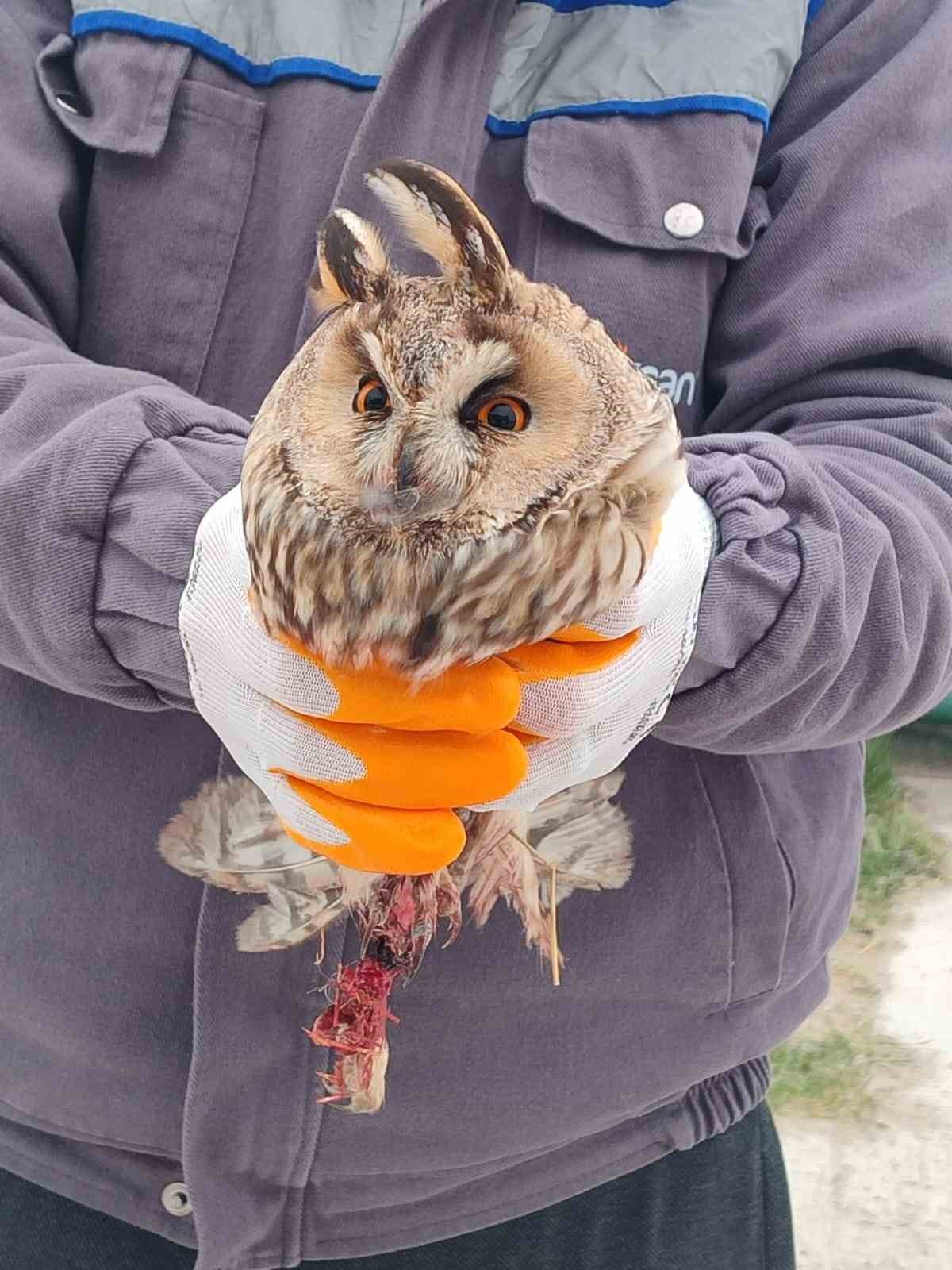 Karapınar’da yaralı baykuş tedaviye alındı