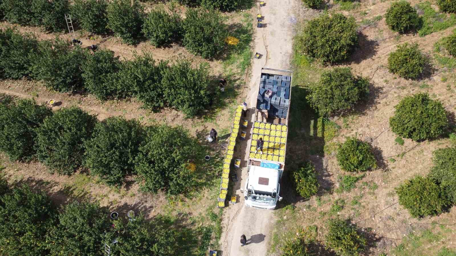 Dikenli limon üreticinin yüzünü güldürdü