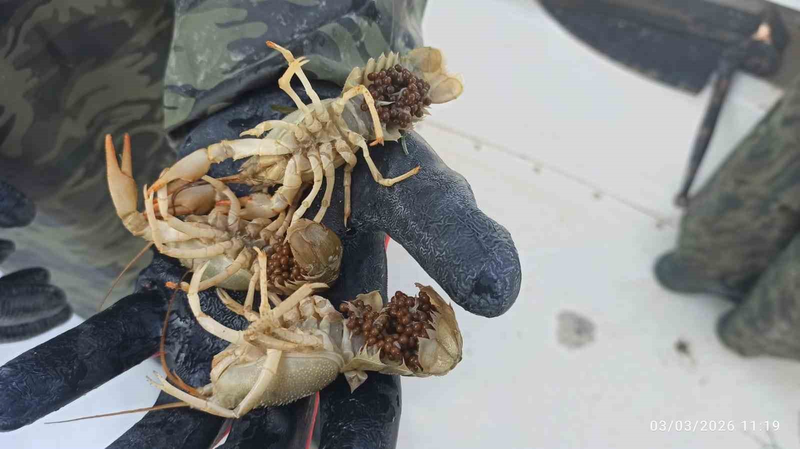 Eğirdir Gölü’nde kaçak pinterlere el konuldu, kerevitler göle bırakıldı