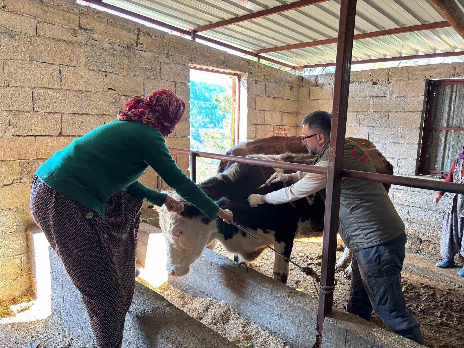 Gazipaşa’da hayvan sağlığı için sahada yoğun mesai