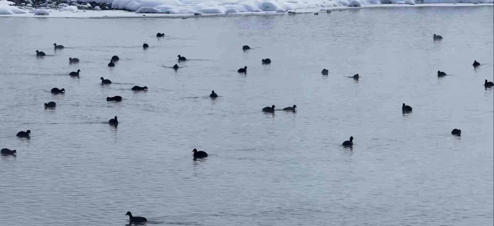Van’da Kaz Gölü kuşların mekanı oldu