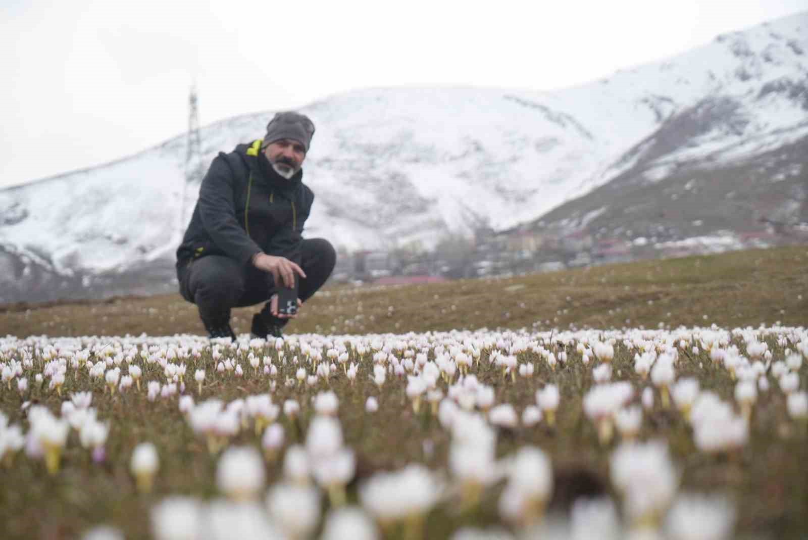 Muş Ovası’nda çiğdemler yeniden yüzünü gösterdi