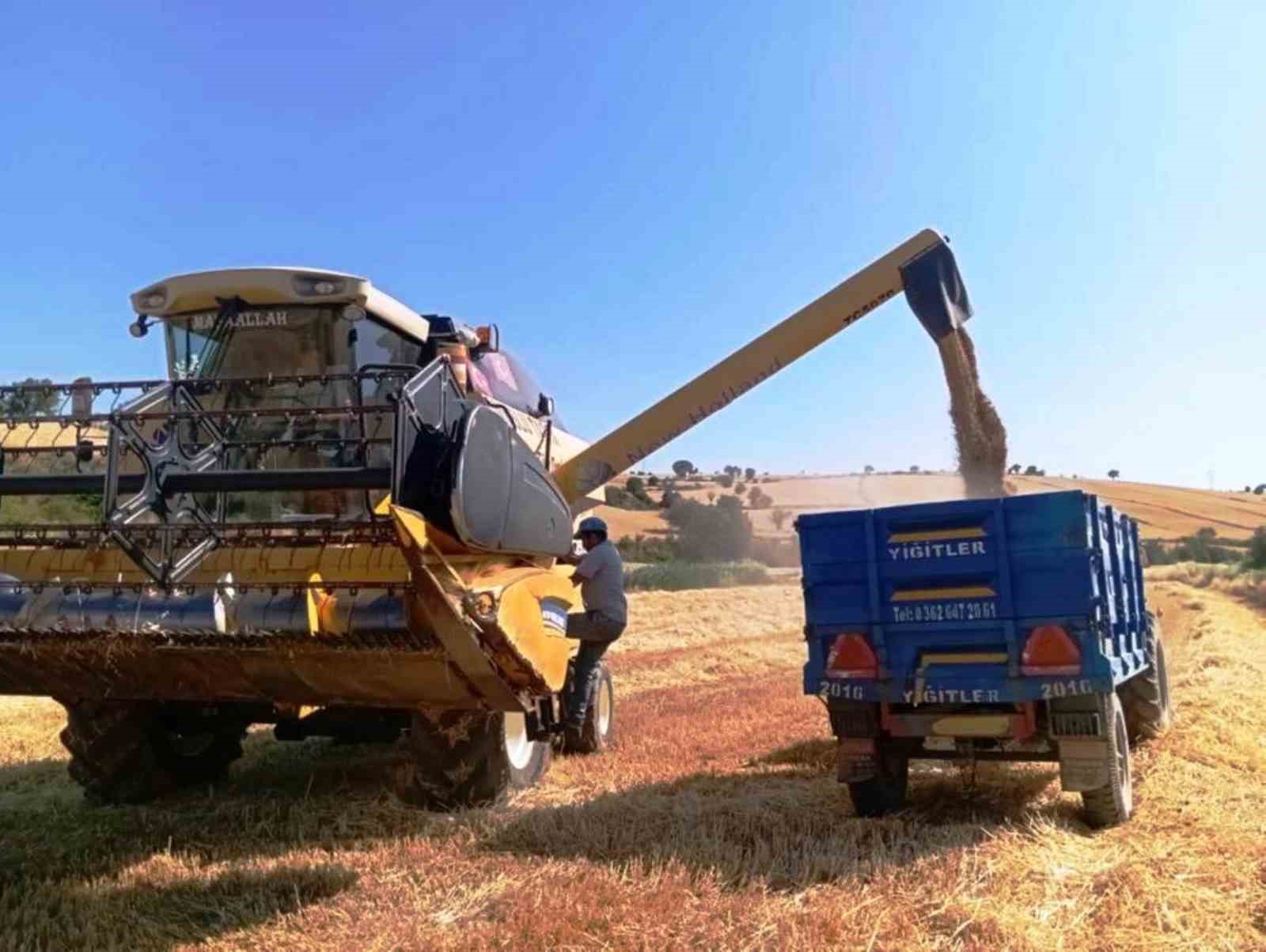 Türkiye’nin yem bitkisi ihtiyacını Samsun karşılıyor