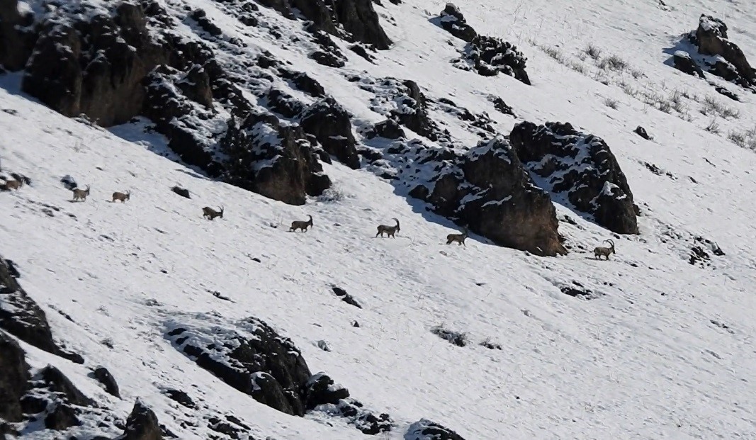 Munzur Dağları’nda yaban keçileri karlı zirvelerde görüntülendi
