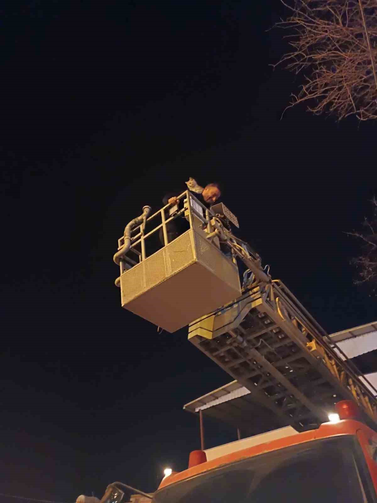 Siirt’te ağaçta mahsur kalan kedi itfaiye ekiplerince kurtarıldı