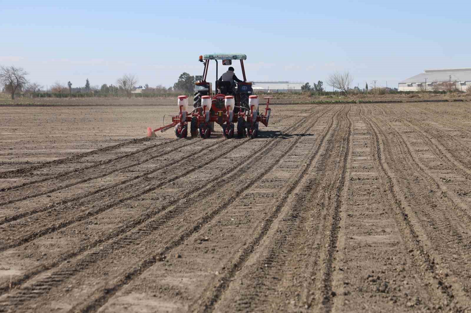 Çukurova’nın bereketli toprakları mısır ve ayçiçeği tohumları ile buluştu