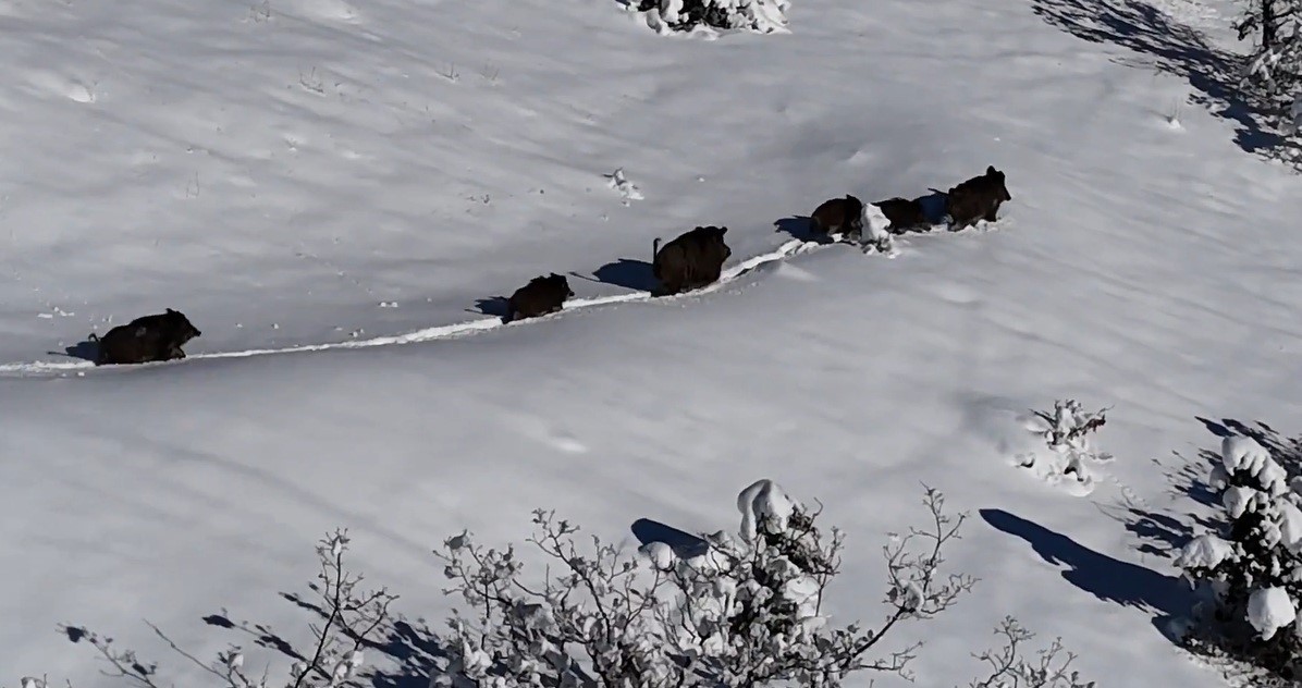 Karlı arazide ilerleyen domuz sürüsü havadan görüntülendi