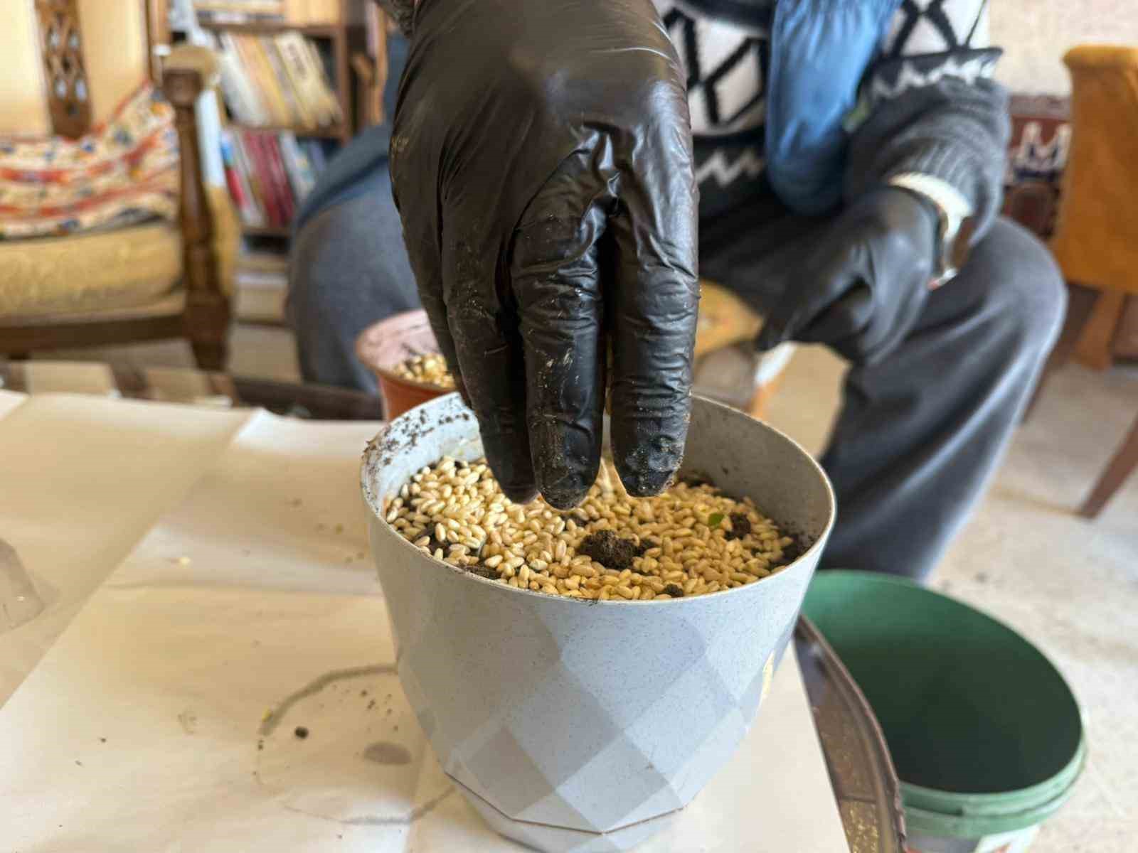 Iğdır’da Nevruz’un simgesi semeniler hazırlanmaya başlandı