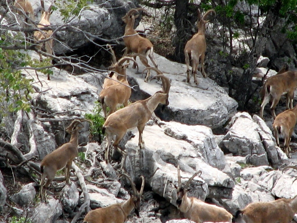 Zirveler karla kaplanınca yaban keçileri yerleşim alanlarına indi