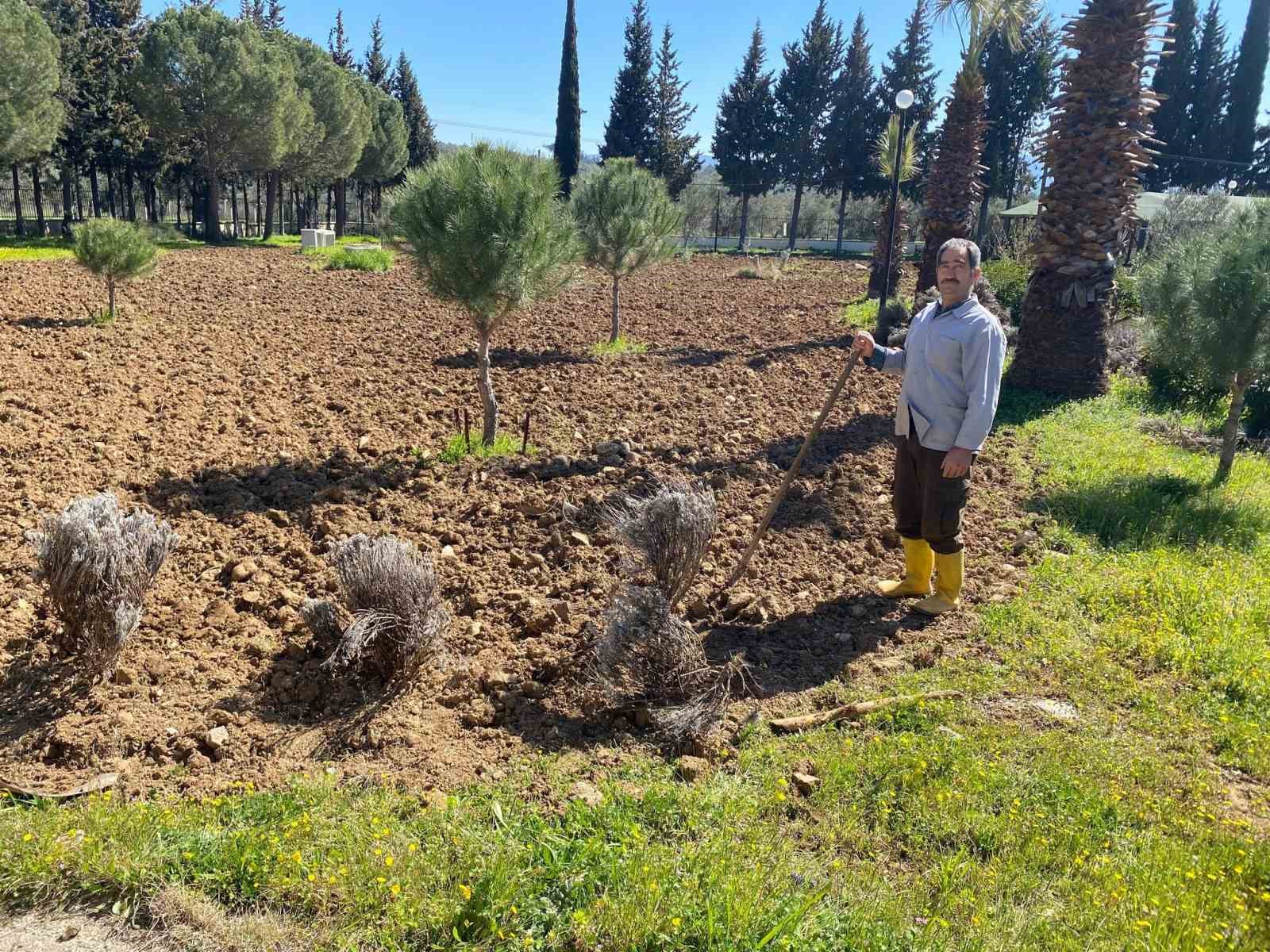 Edremit Meslek Yüksekokulu’nda lavanta bahçesi için dikim çalışmaları başladı