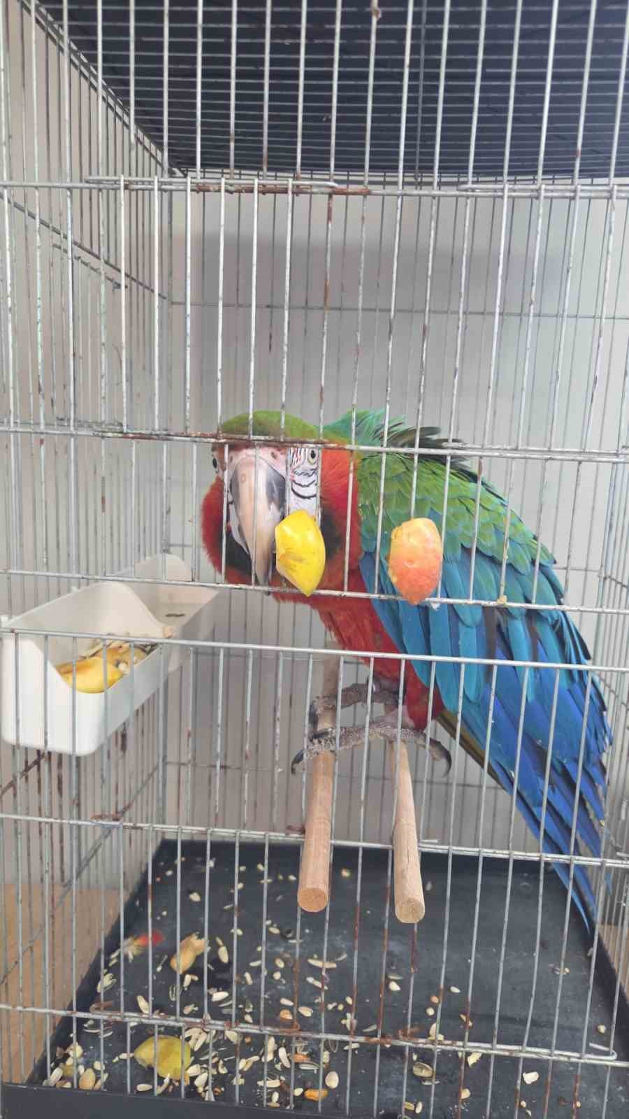 İpsala Sınır Kapısında kaçak papağan girişimi