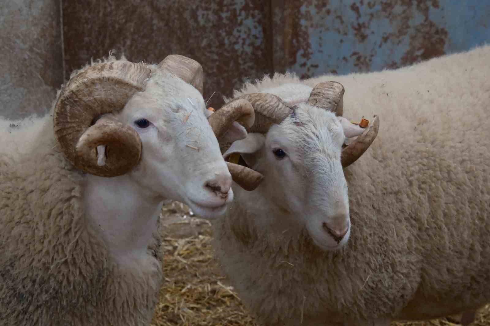 Türkiye’nin en değerli koçları rekor fiyatlara satılıyor