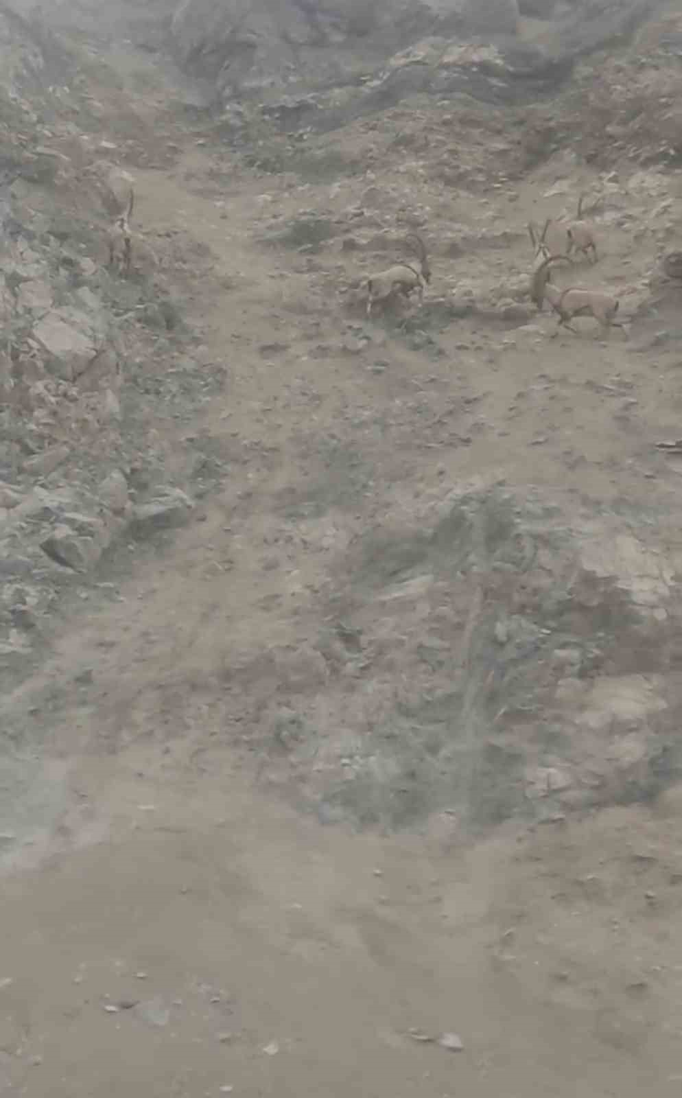 Diyarbakır’da nesli tükenme tehlikesi altında bulunan dağ keçileri sürü halinde görüntülendi