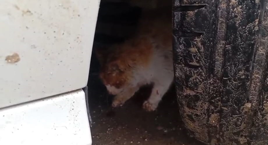 Batman’da aracın motoruna sıkışan kedi kurtarıldı