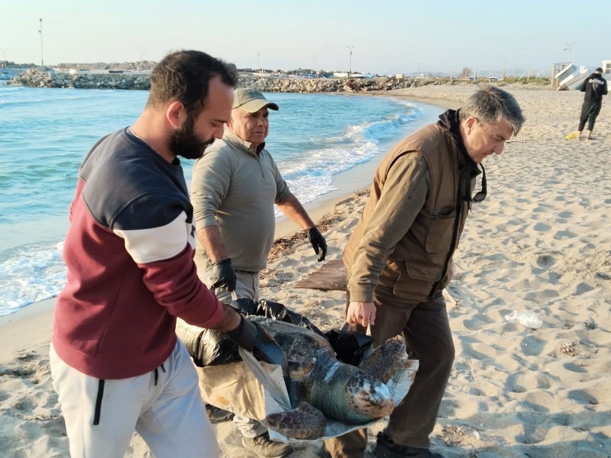 Kuşadası’nda 2 yeşil deniz kaplumbağası ve 1 caretta caretta ölü bulundu